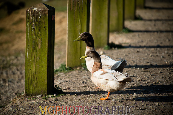 _DSC2059
