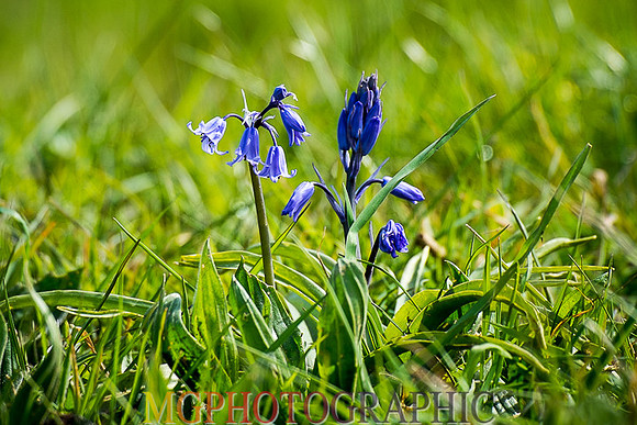 15_Blakeney