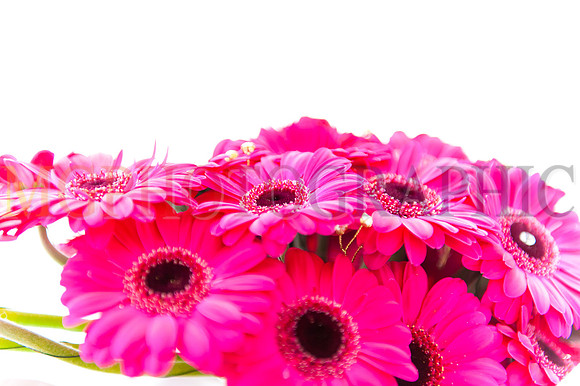 15_LAURA_FUNGAI_W14092013