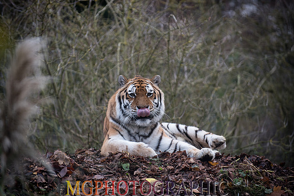 MC1_5312