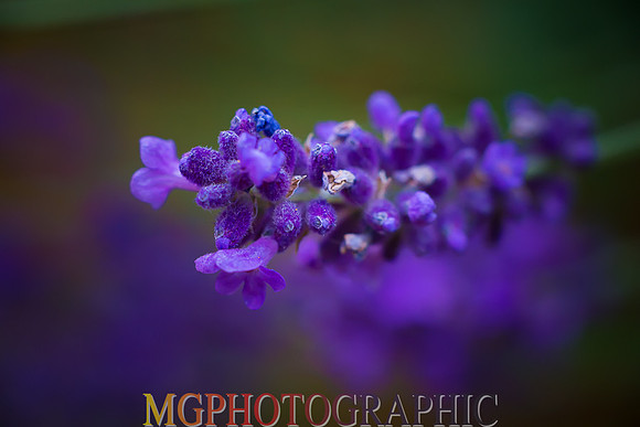 GAB_7482