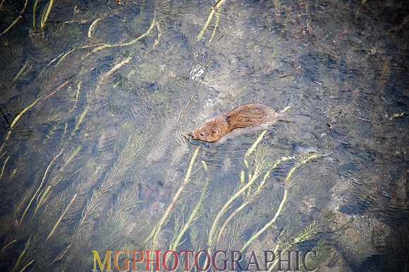 MJC_5795