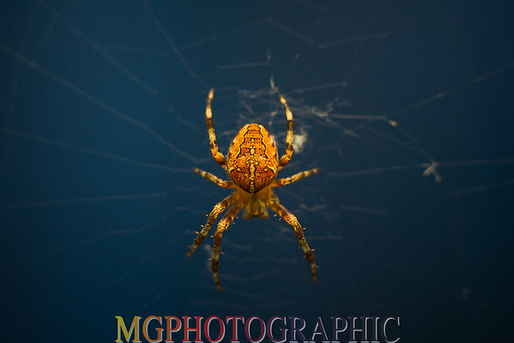 GAB_7472